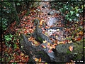 2012-12-01 11-58-23雨中往捎來的紅葉步道.JPG